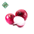 variedades China preço cebola fresca